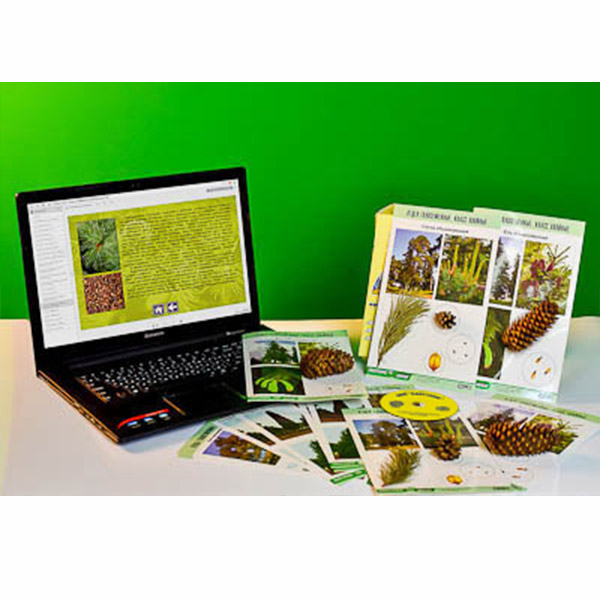 Коллекция натурально-интерактивная "Голосеменные растения" 13692