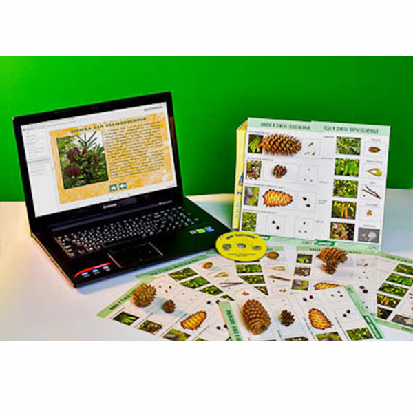 Коллекция натурально-интерактивная "Шишки, плоды, семена деревьев и кустарников" 13702