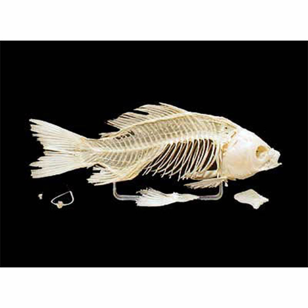 Скелет костистой рыбы 2189