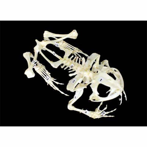Скелет лягушки  4230