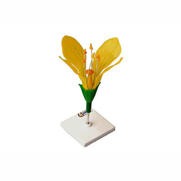 Модель цветка капусты  6441