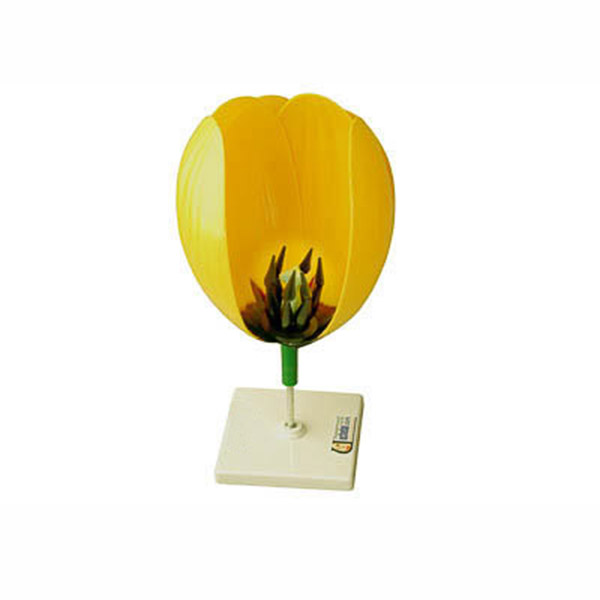 Модель цветка тюльпана 6443