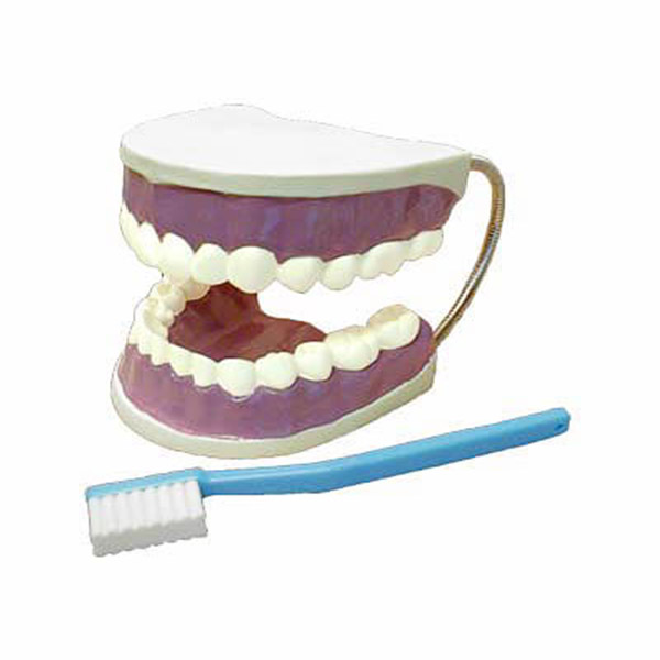 Модель "Гигиена зубов"  4288