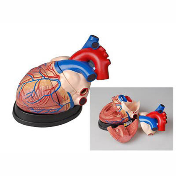 Модель сердца в разрезе (демонстрационная) 2316
