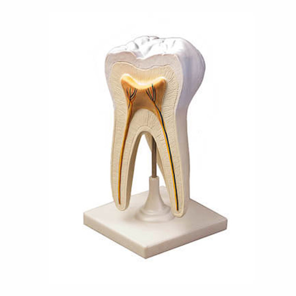 Модель строения зуба  8700