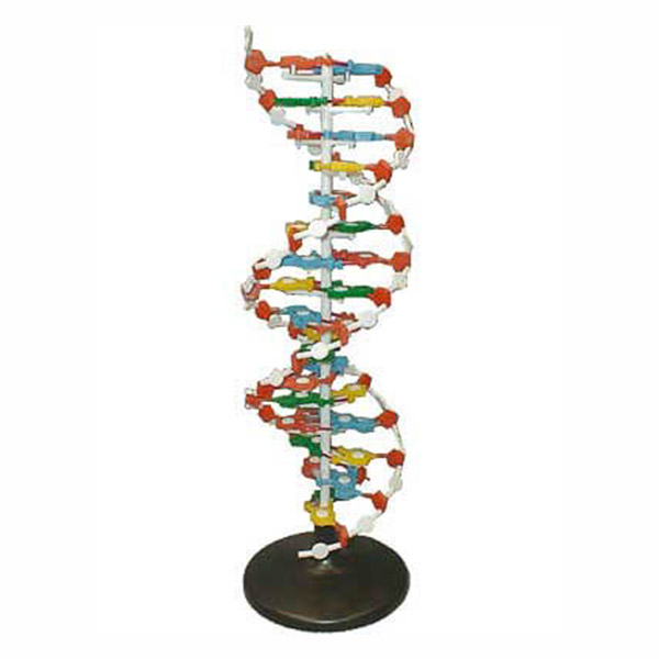 Модель структуры ДНК (разборная)  4551