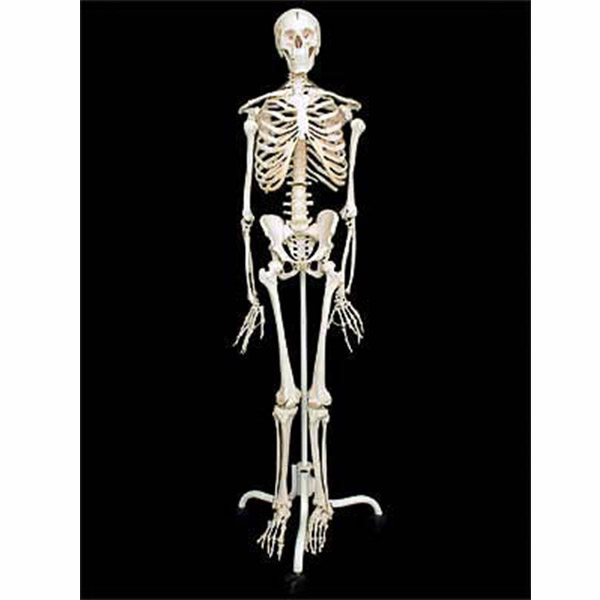 Скелет человека на подставке (170 см.) 5438