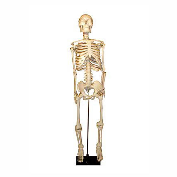 Скелет человека на штативе (85 см.) 2325