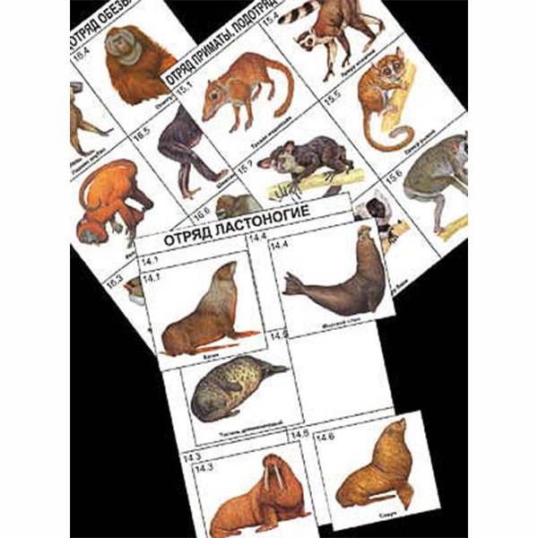 Комплект дидактических карточек: "Систематика и экология млекопитающих"  4411