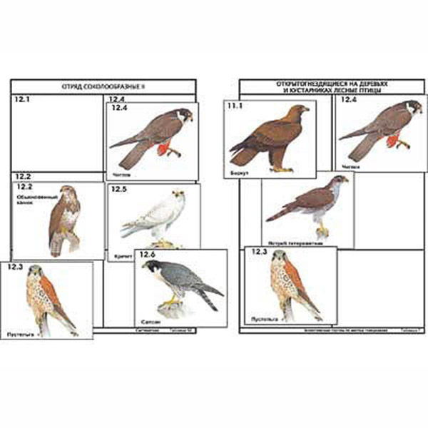Комплект дидактических карточек: "Систематика и экология птиц"  5061