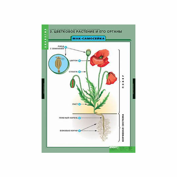Таблицы демонстрационные "Общее знакомство с цветковыми растениями" 177