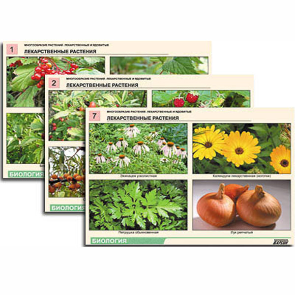 Комплект таблиц по ботанике раздат. "Многообразие растений. Лекарственные и ядовитые"(16 шт.,А4,лам) 7583