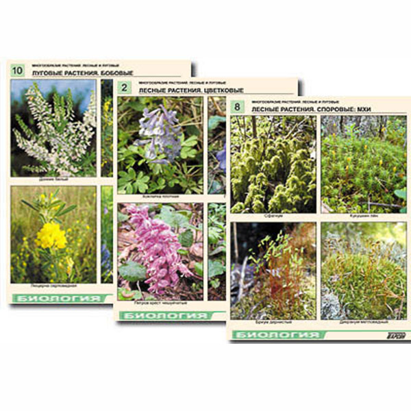 Комплект таблиц по ботанике раздат. "Многообразие растений. Лесные и луговые" (16 шт., А4, лам) 7580