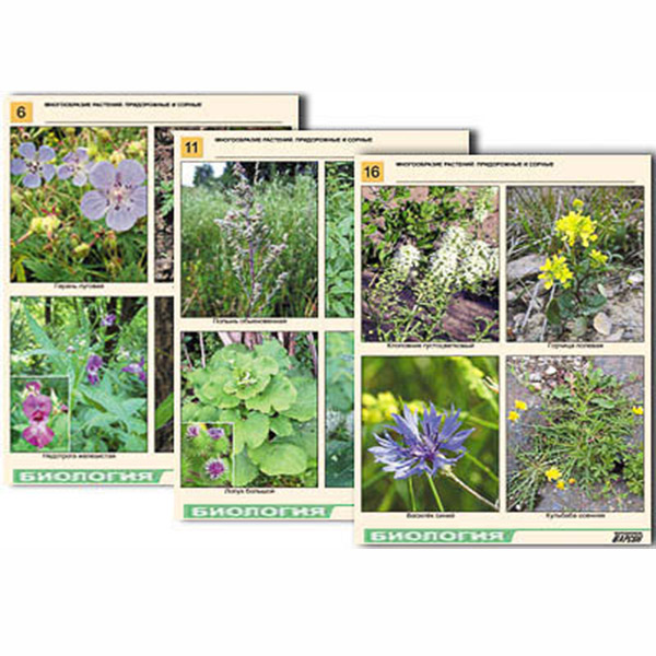 Комплект таблиц по ботанике раздат. "Многообразие растений. Придорожные и сорные" (16 шт., А4, лам) 7581