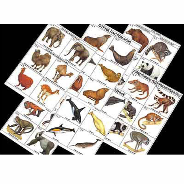 Комплект таблиц по зоологии раздат. "Разнообразие животных. Млекопитающие." (цвет.,лам., А4, 16 шт.) 4410