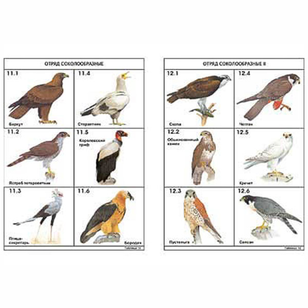 Комплект таблиц по зоологии раздат. "Разнообразие животных. Птицы." (цвет.,лам., А4, 16 шт.) 5062