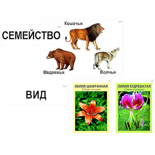 Модель-аппликация "Классификация растений и животных" (ламинированная) 4791