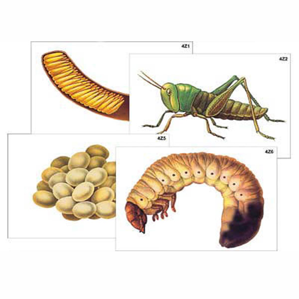 Модель-аппликация "Развитие насекомых с полным и неполным превращением" (ламинированная) 6238