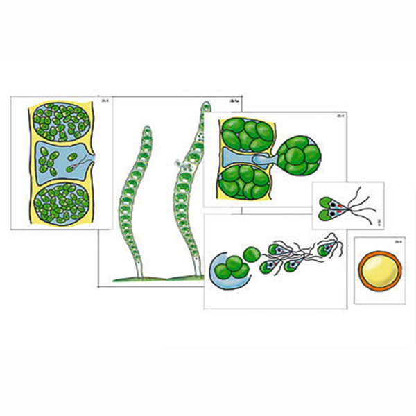 Модель-аппликация "Размножение многоклеточной водоросли" (ламинированная) 7946