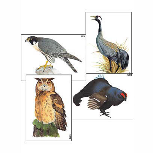 Модель-аппликация "Разнообразие высших хордовых 1. Пресмыкающиеся и птицы" (ламинированная) 6289