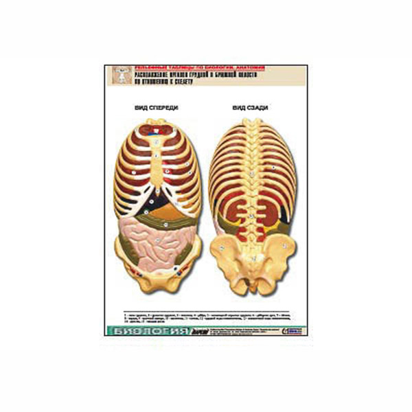 Рельефная таблица "Расположение органов грудной и брюшной полостей по отношению к скелету"(А1, лам.) 7304