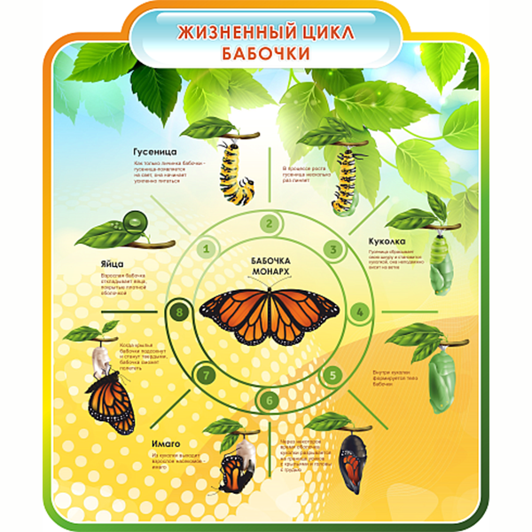 Стенд "Жизненный цикл бабочки", резной ШК-0774